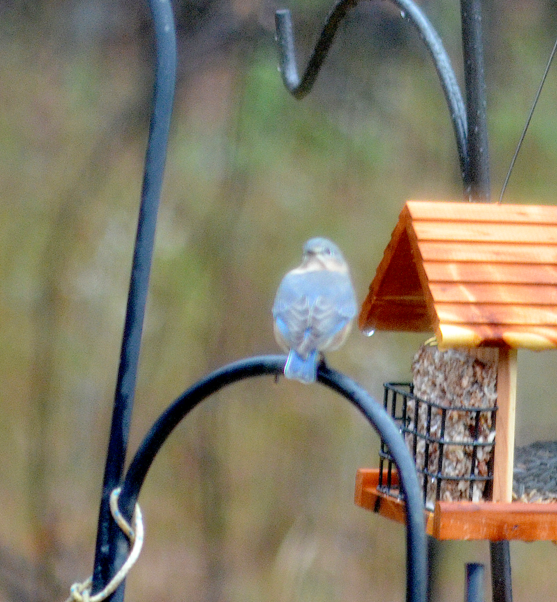 Eastern Bluebird - ML646351802