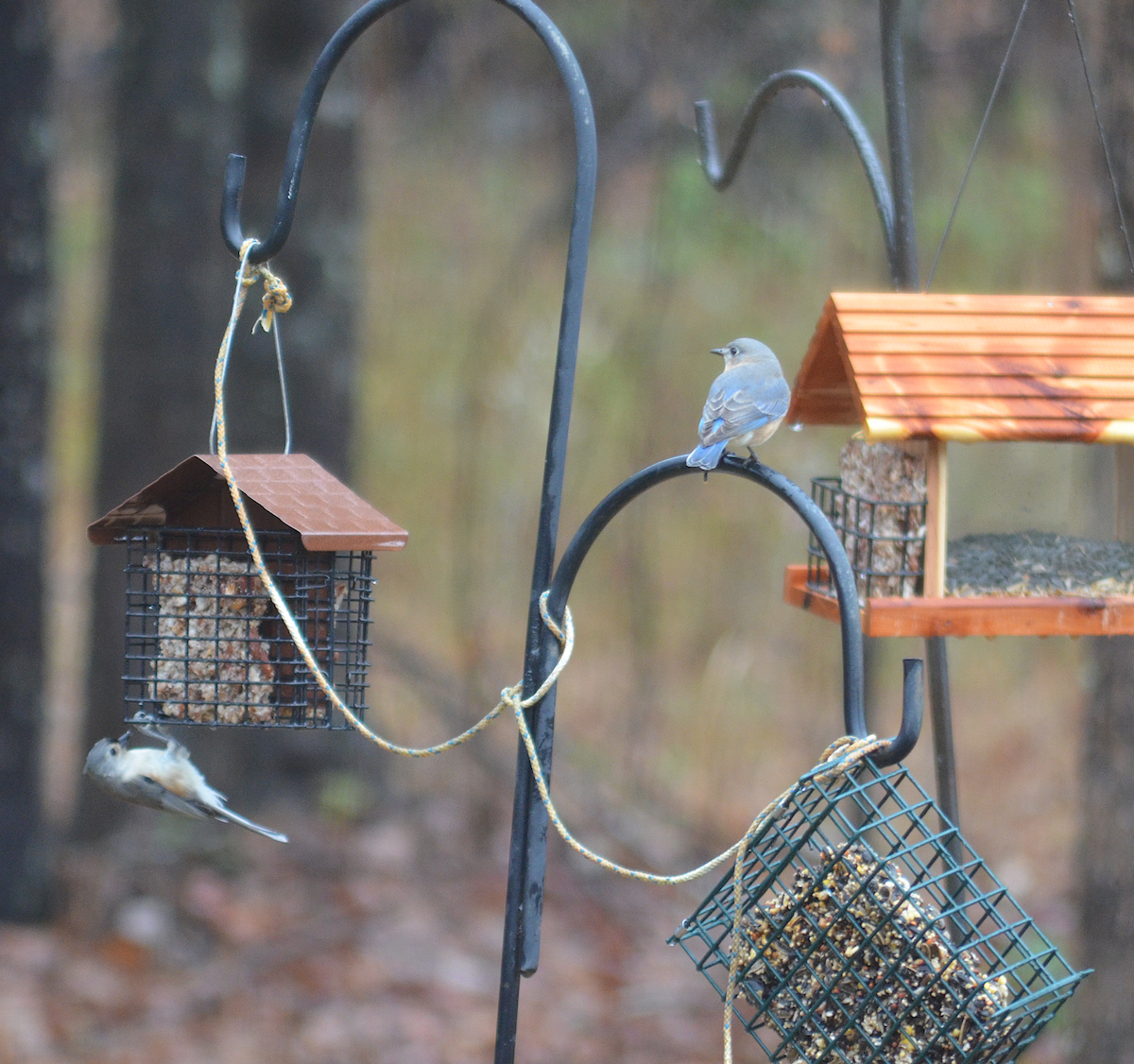 Eastern Bluebird - ML646351803