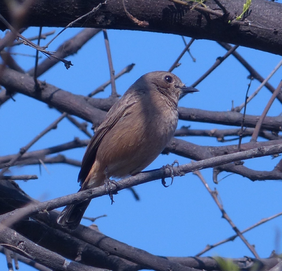 Kara Taşkuşu - ML646351804