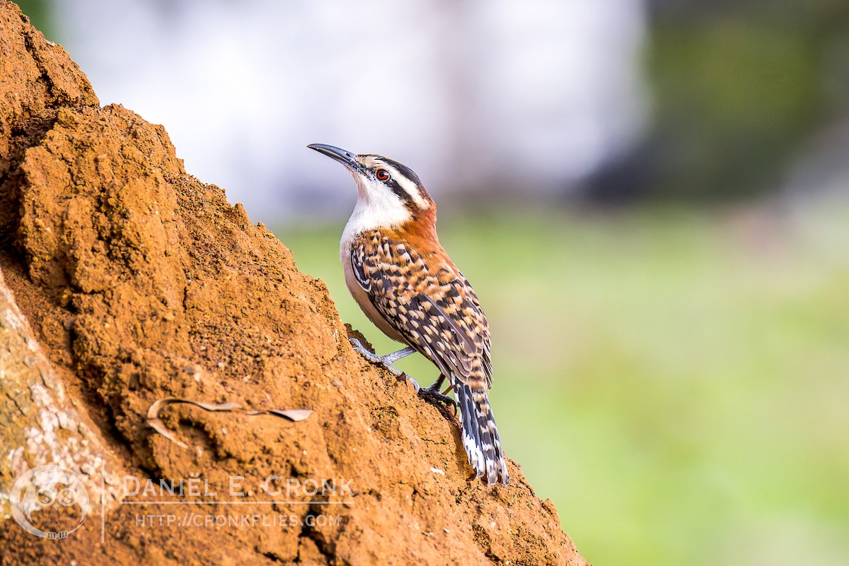 Rufous-backed Wren - ML646351805