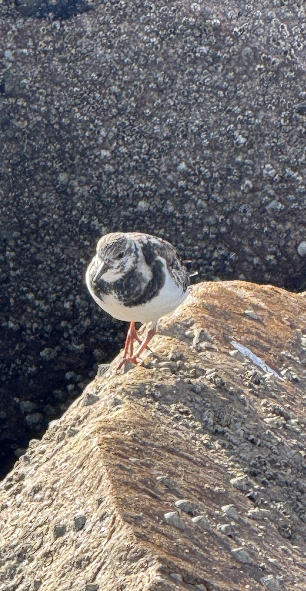 Ruddy Turnstone - ML646351806