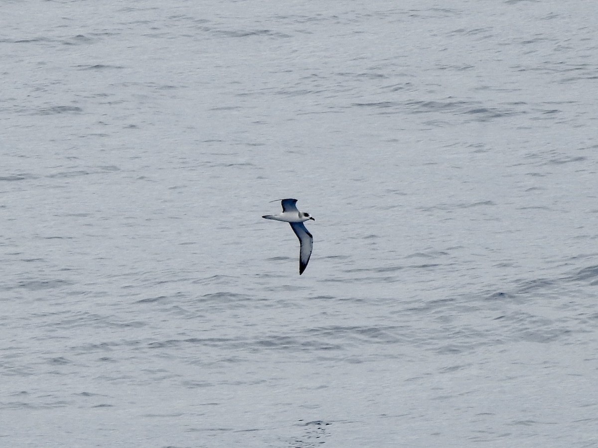 buřňák fernandezský - ML646351809