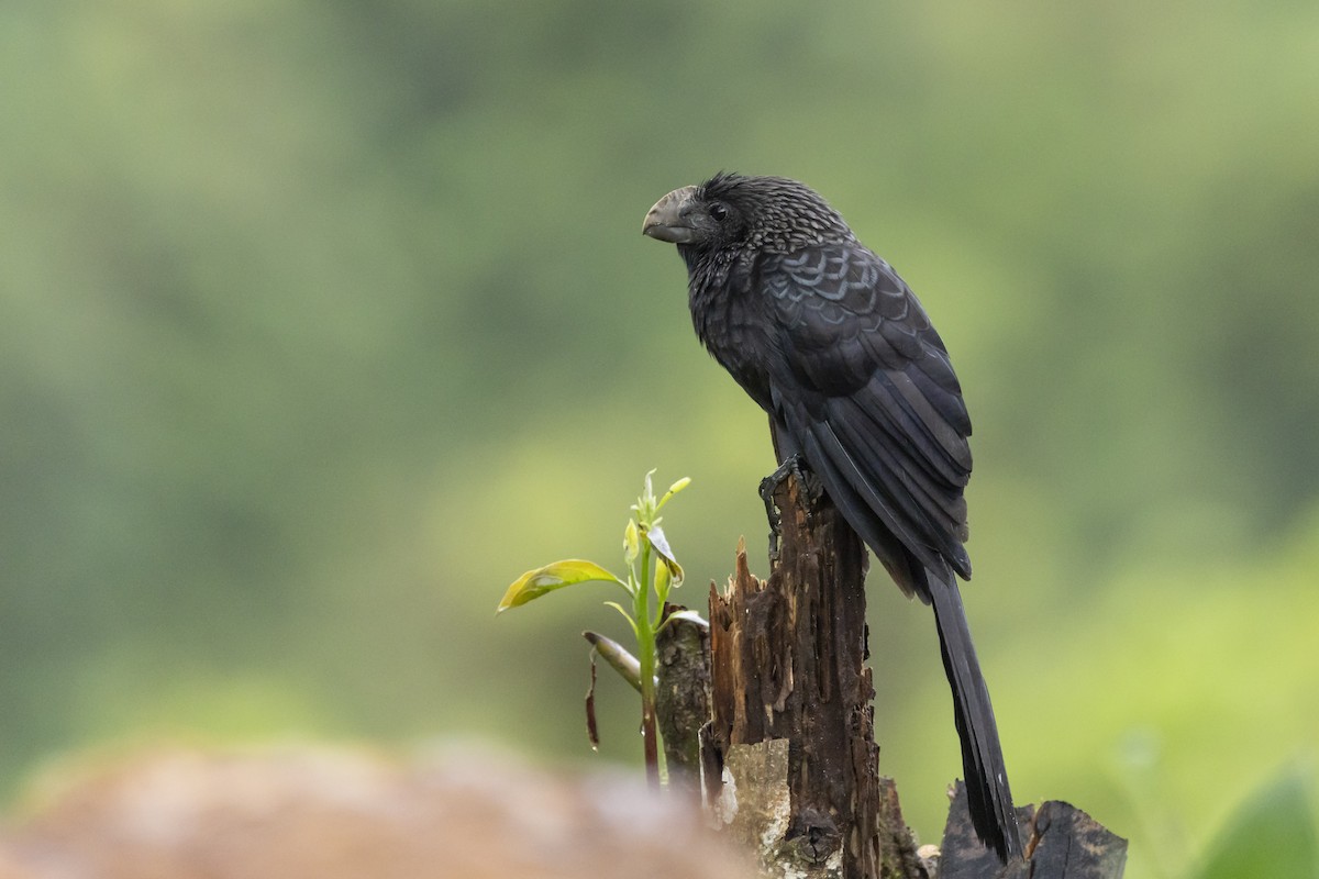 Smooth-billed Ani - ML646351812