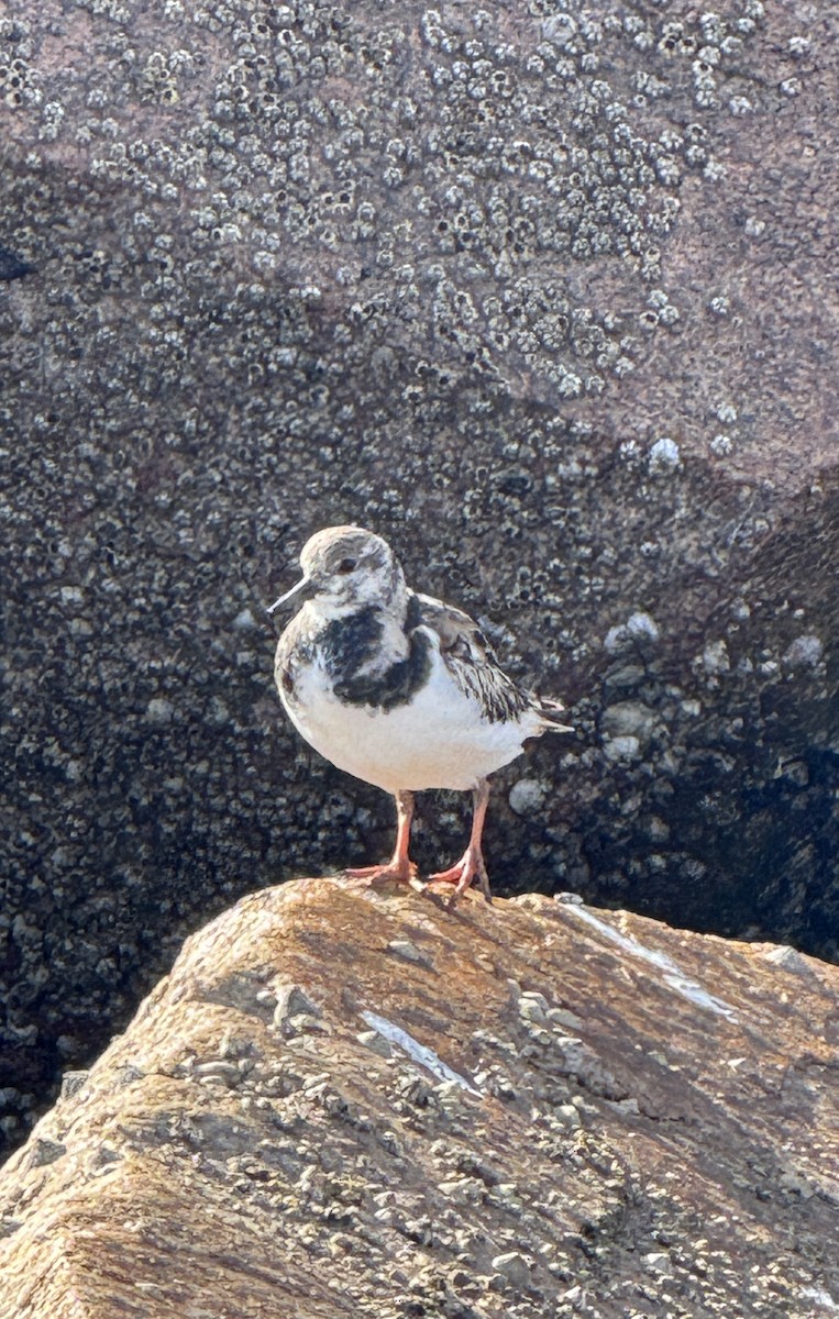 Ruddy Turnstone - ML646351814