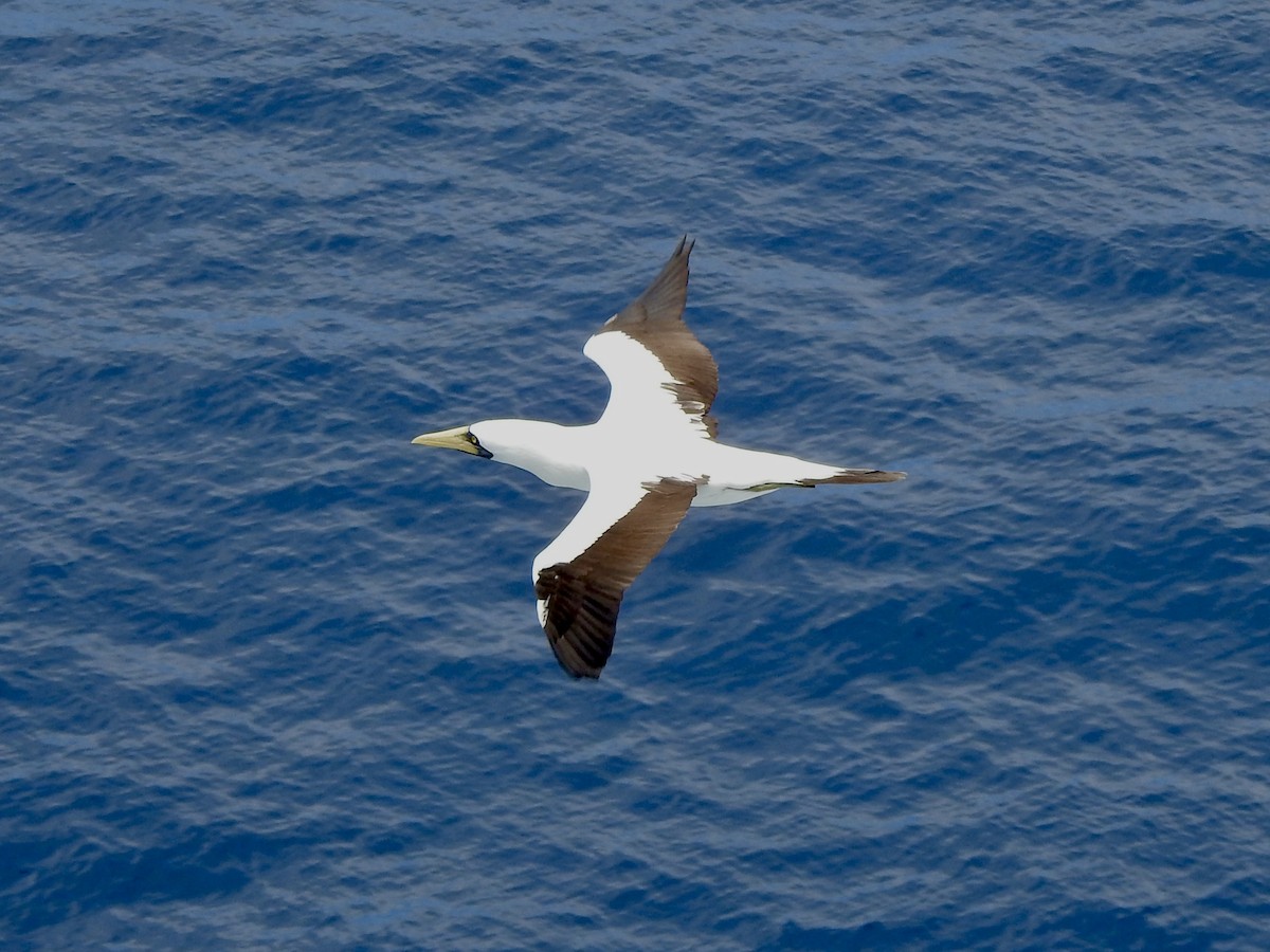 terej maskový - ML646351815