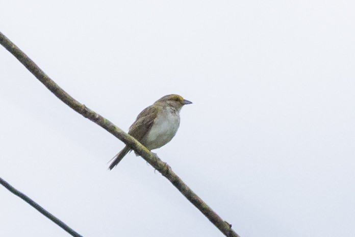 Yellow-browed Sparrow - ML646351818