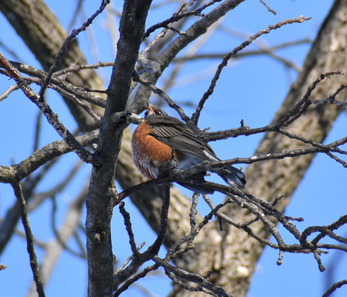 American Robin - ML646351819