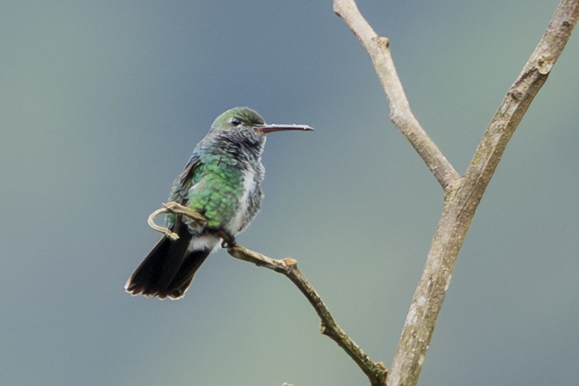 Glittering-throated Emerald - ML646351820