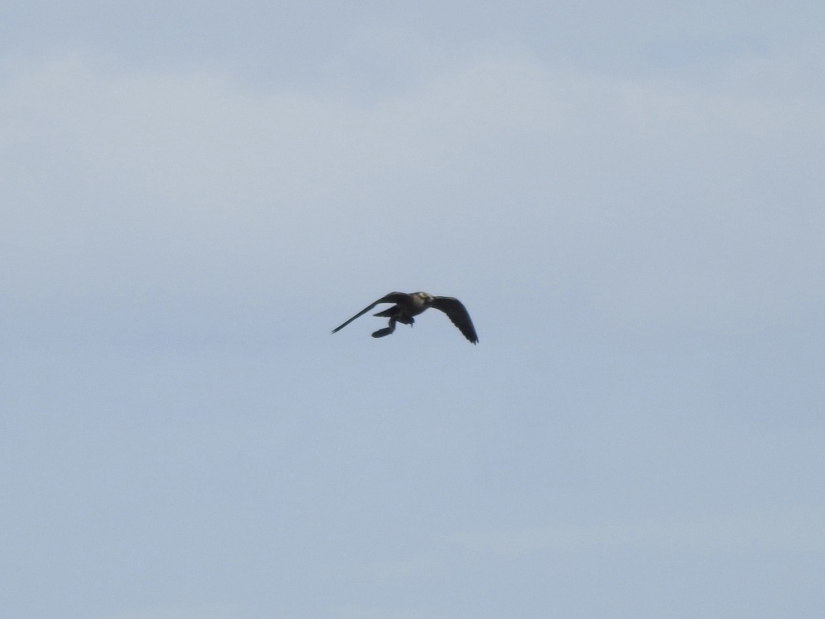 Peregrine Falcon - ML646351821