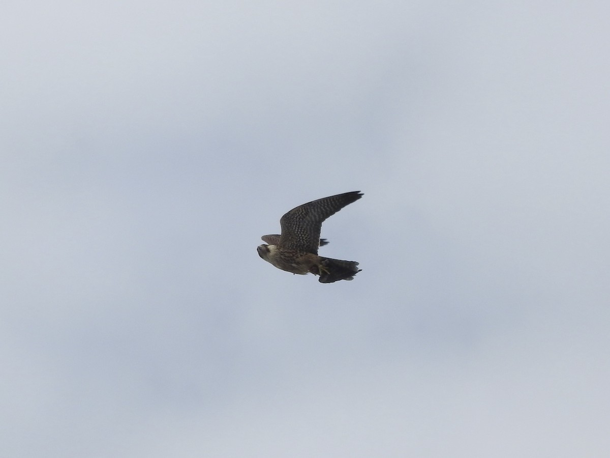 Peregrine Falcon - ML646351822