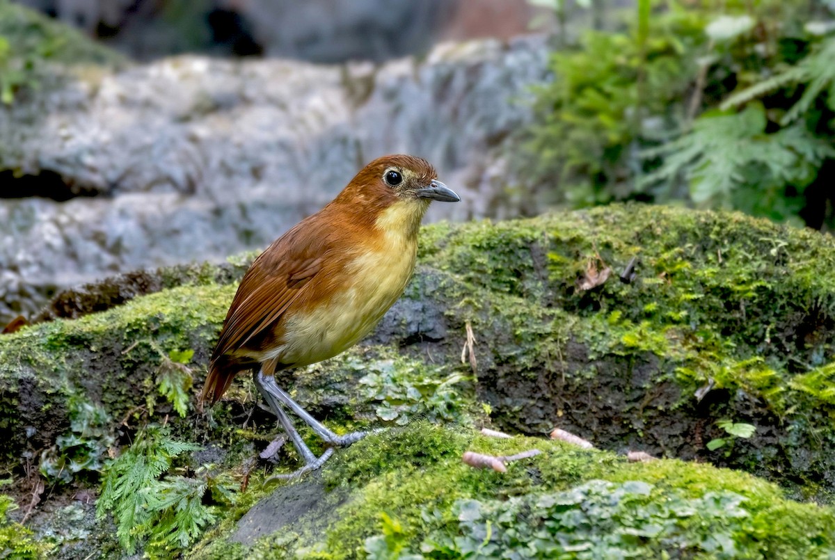 Yellow-breasted Antpitta - ML646351823