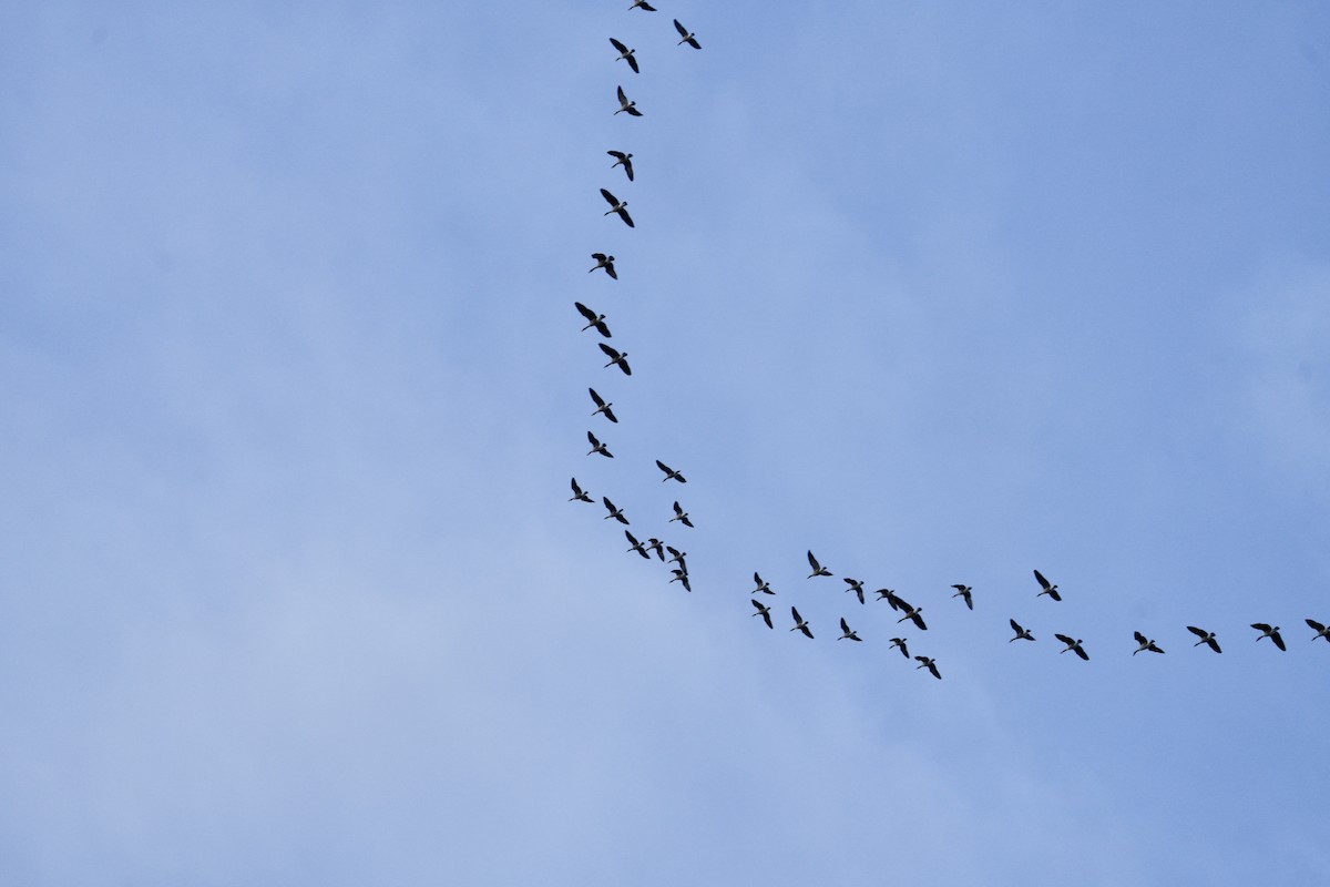 Canada Goose - ML646351825