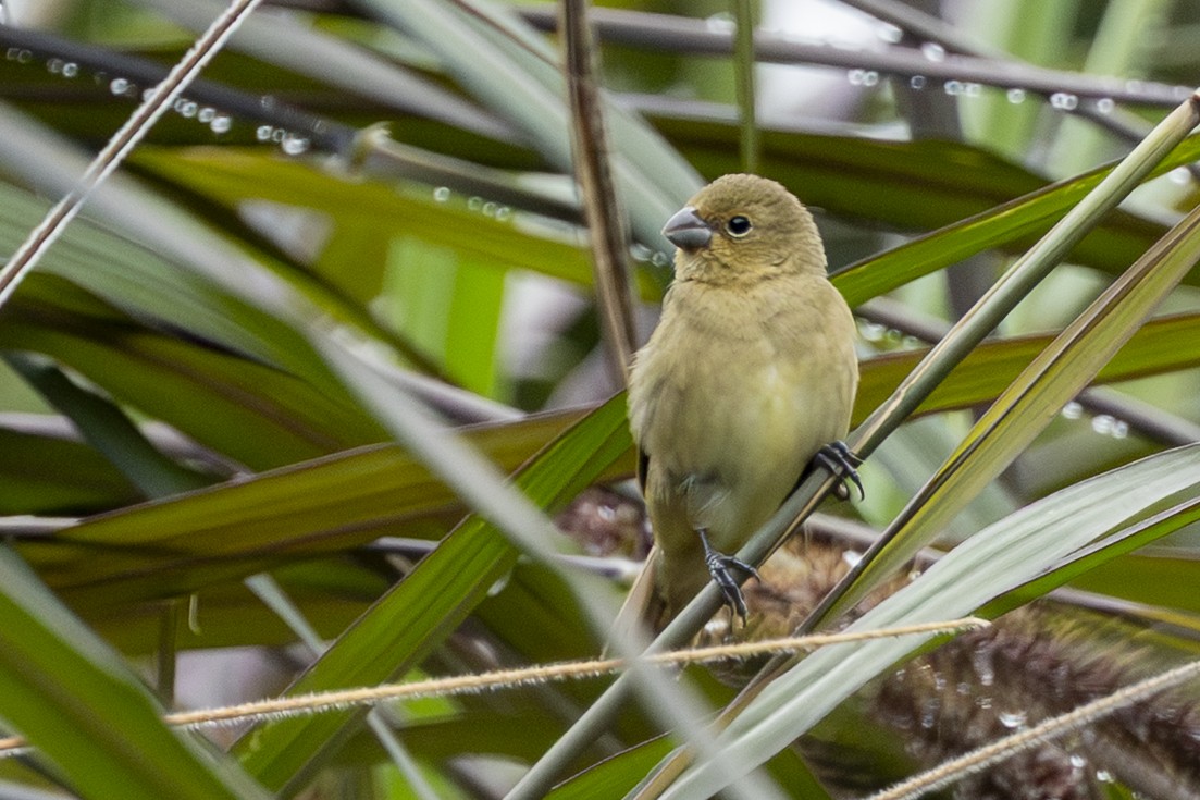 Chestnut-bellied Seedeater - ML646351826