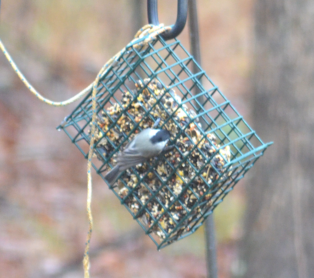 Carolina Chickadee - ML646351827