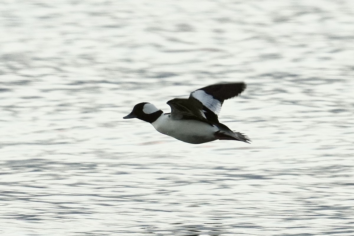 Bufflehead - ML646351830