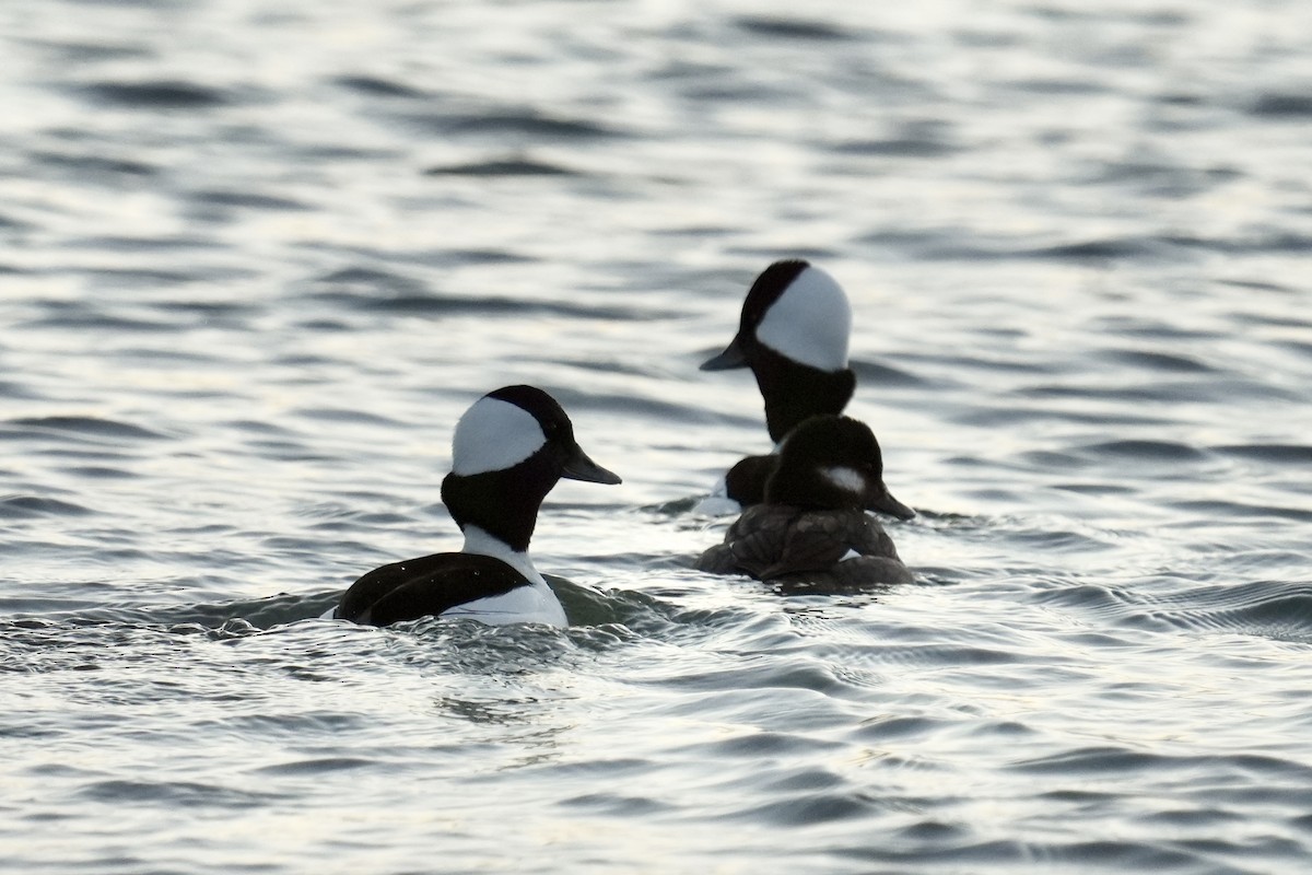 Bufflehead - ML646351832