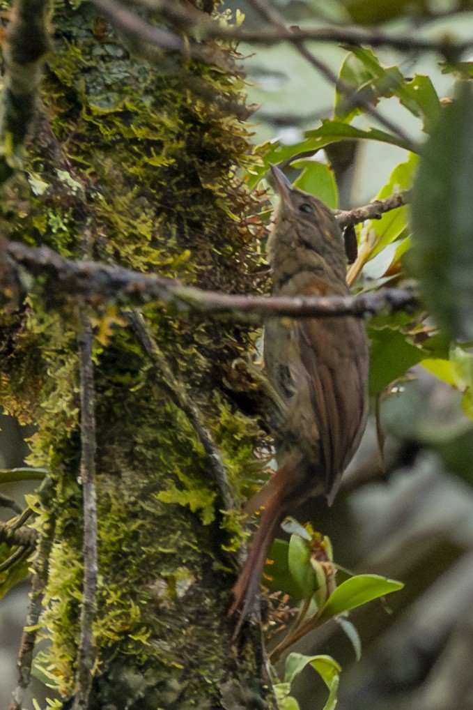 Ash-browed Spinetail - ML646351833