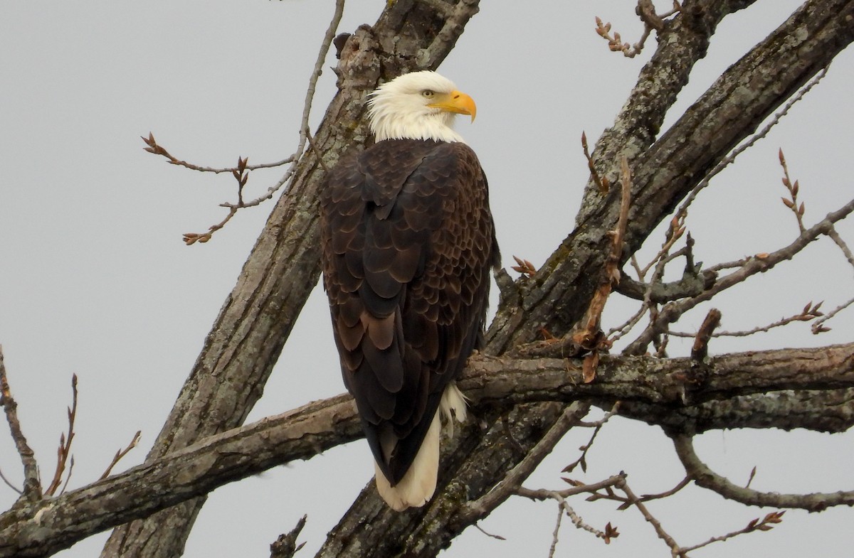 Bald Eagle - ML646351834