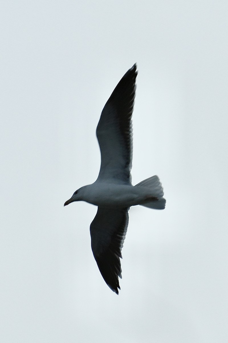 Gaviota Sombría - ML646351835