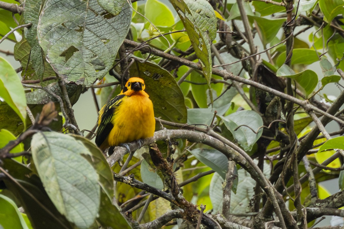 Golden Tanager - ML646351839