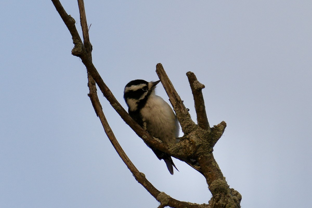 Downy Woodpecker - ML646351840