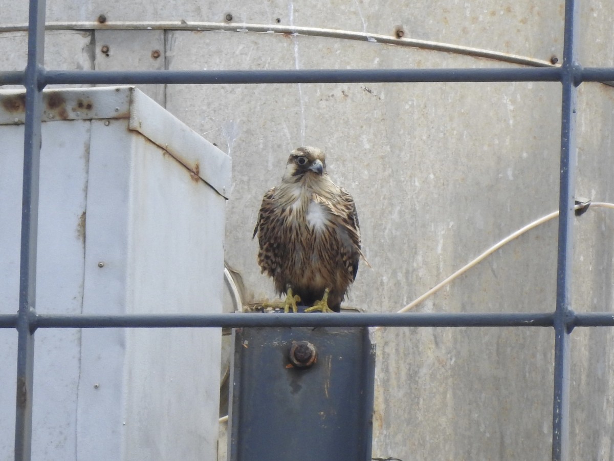 Peregrine Falcon - ML646351841