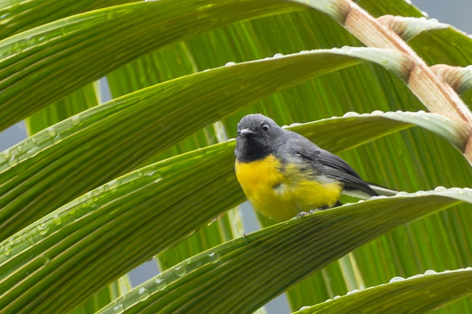 Slate-throated Redstart - ML646351847