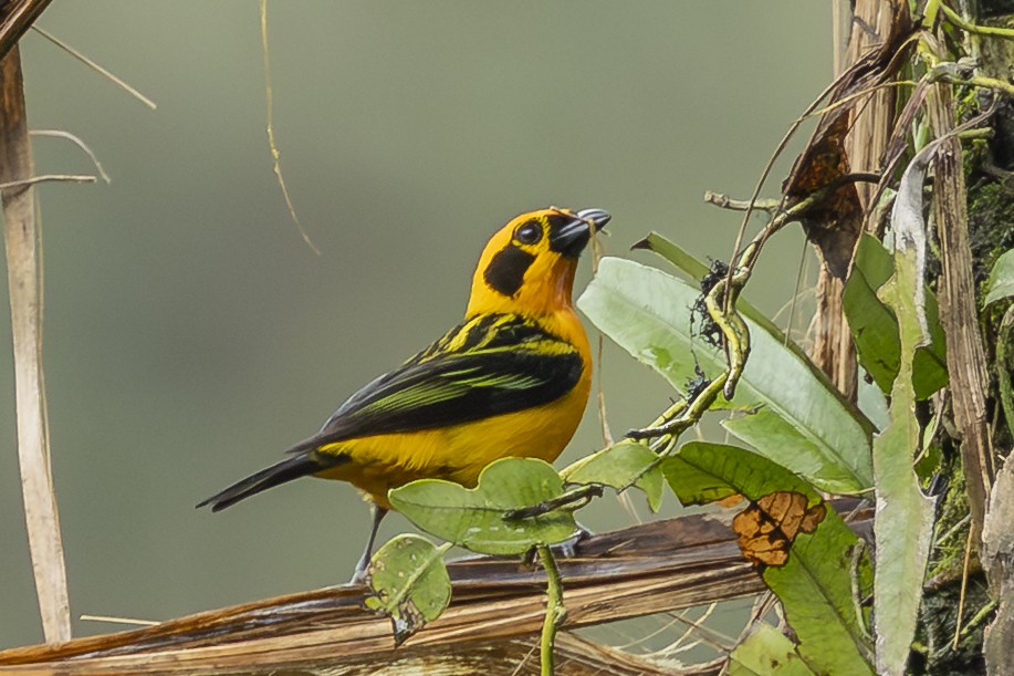 Golden Tanager - ML646351849