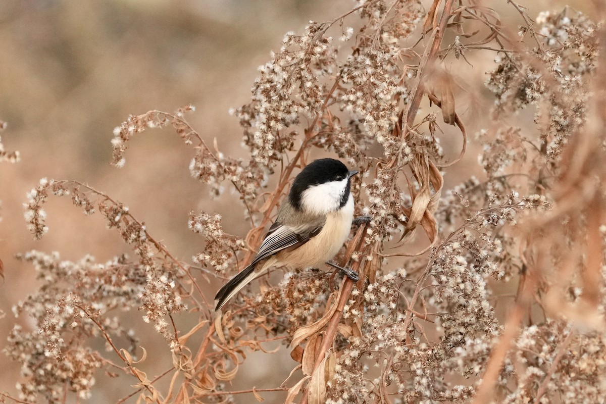 Гаїчка світлокрила - ML646351850