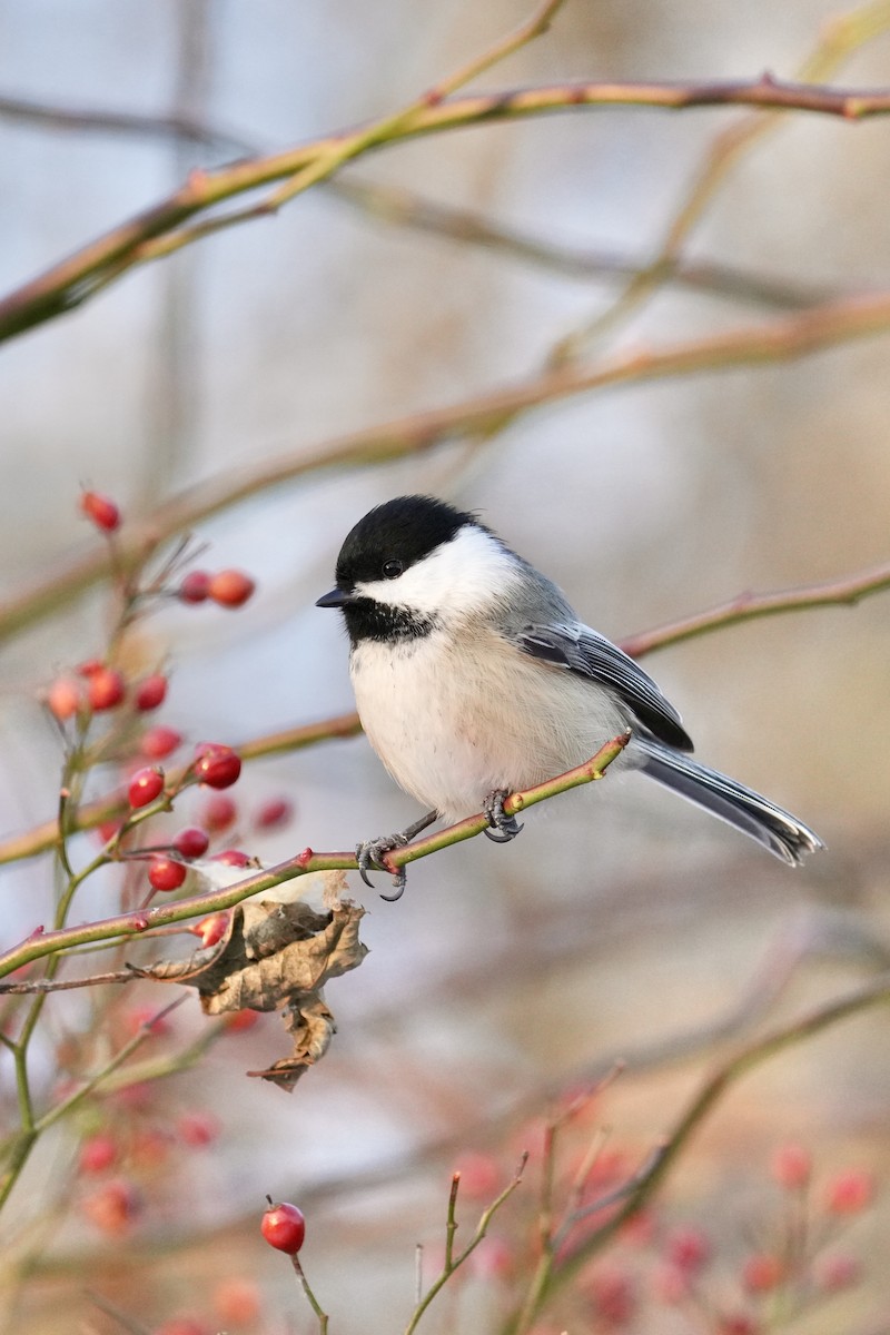 Гаїчка світлокрила - ML646351852