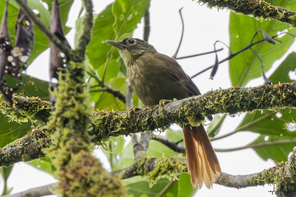 Montane Foliage-gleaner - ML646351854