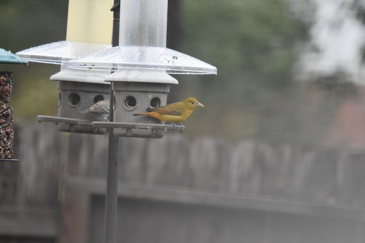 Summer Tanager - ML646351855