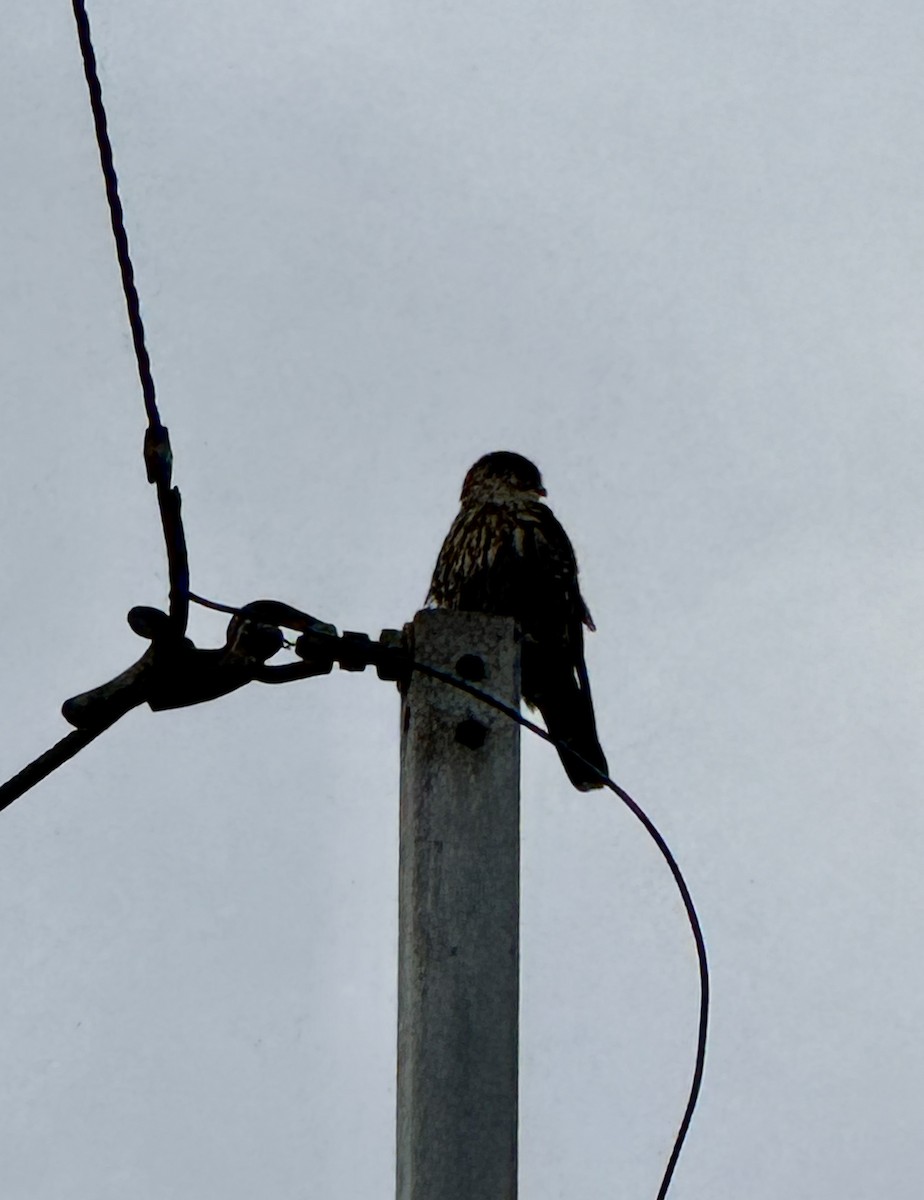 Merlin - ML646351856