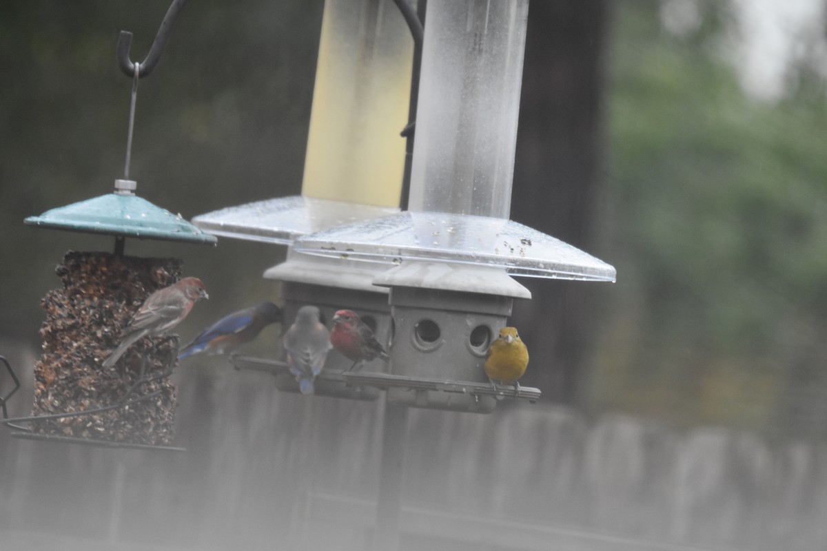 Summer Tanager - ML646351857