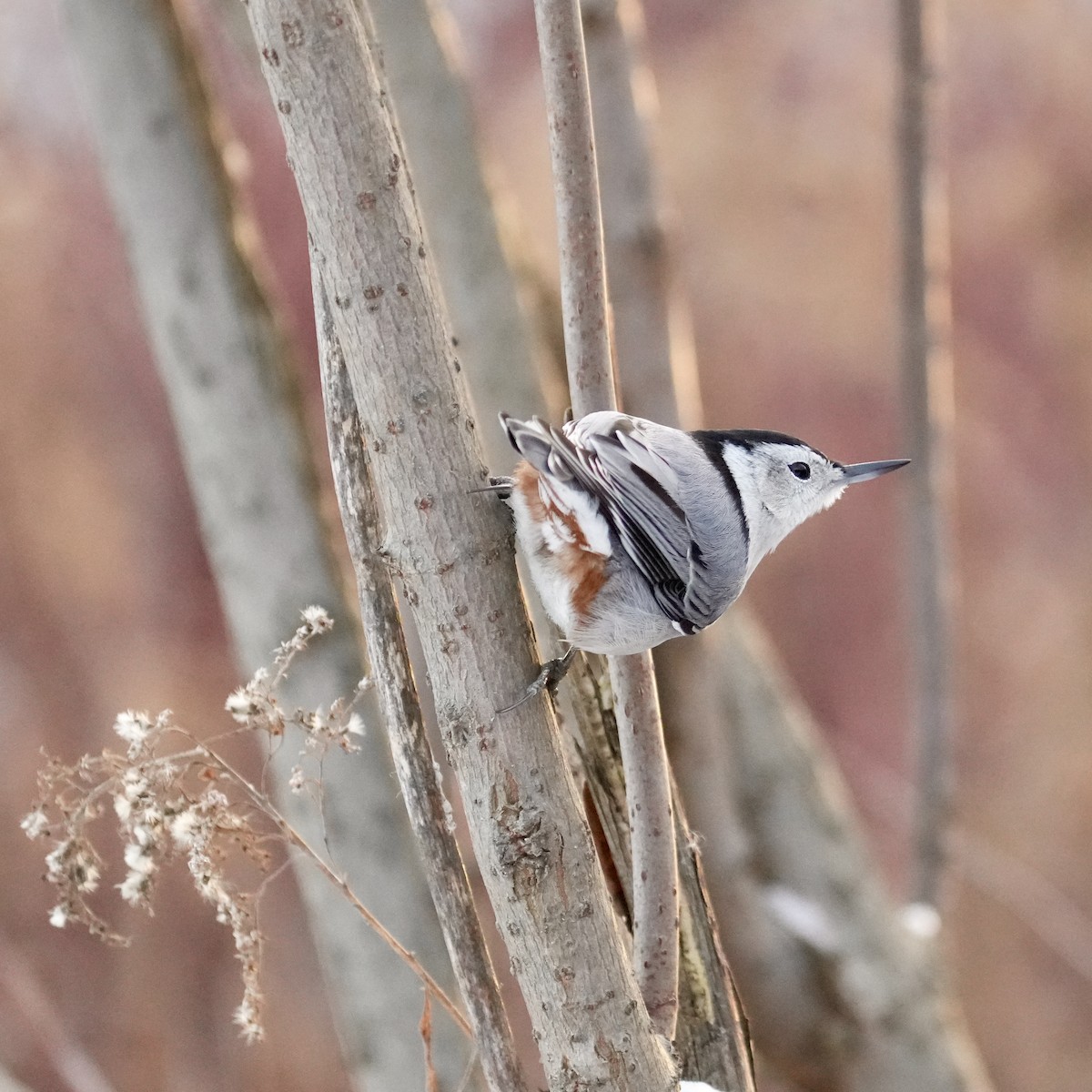 White-breasted Nuthatch - ML646351858