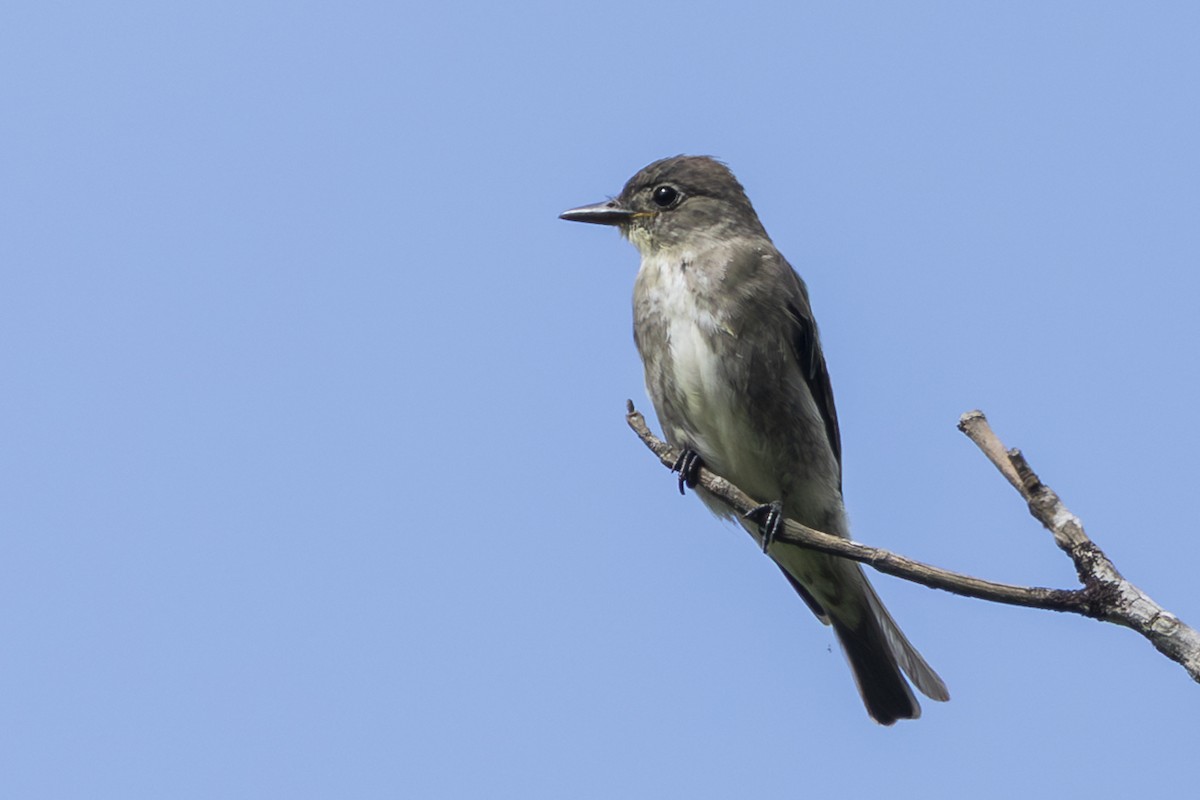 tyranovec severský - ML646351863