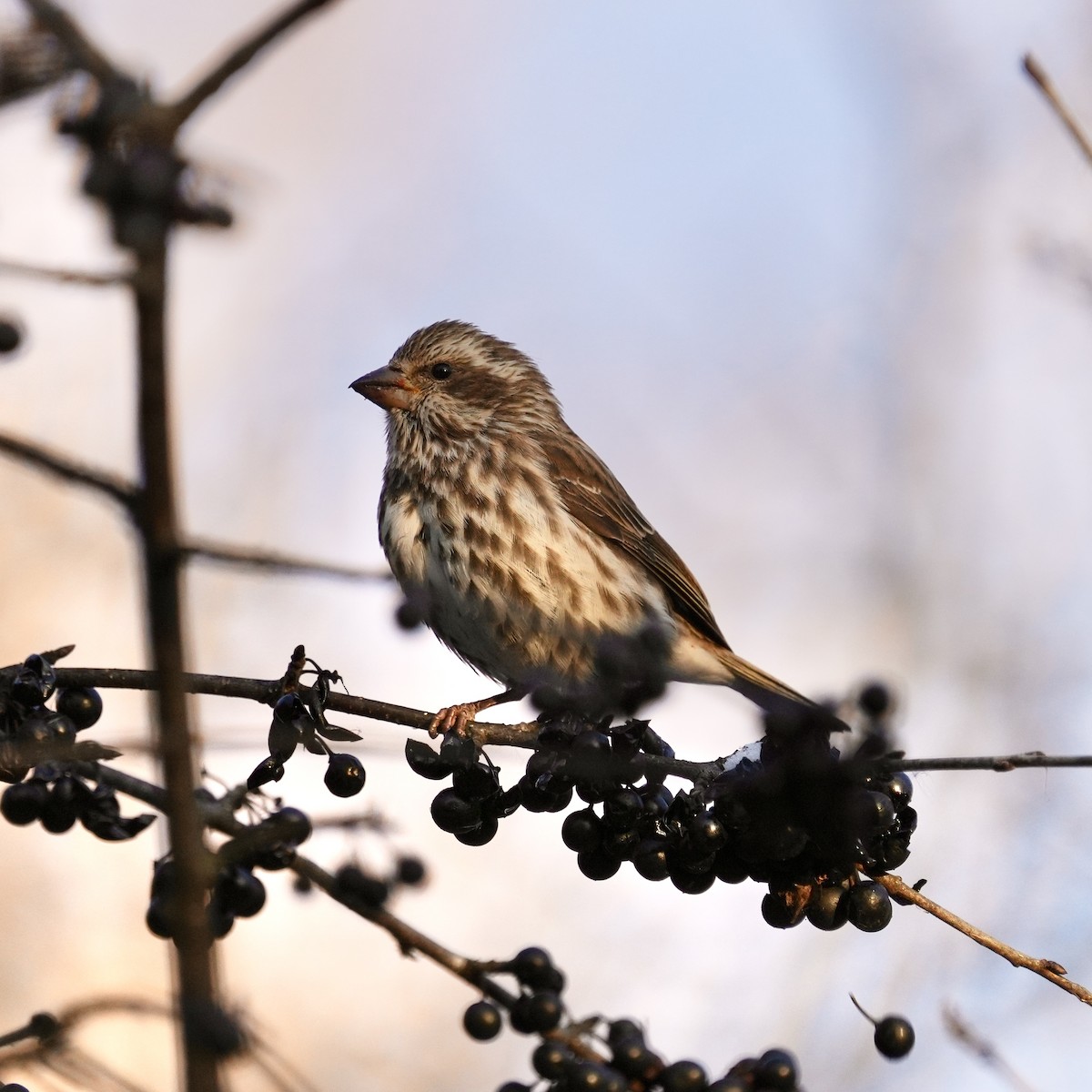 Purple Finch - ML646351865