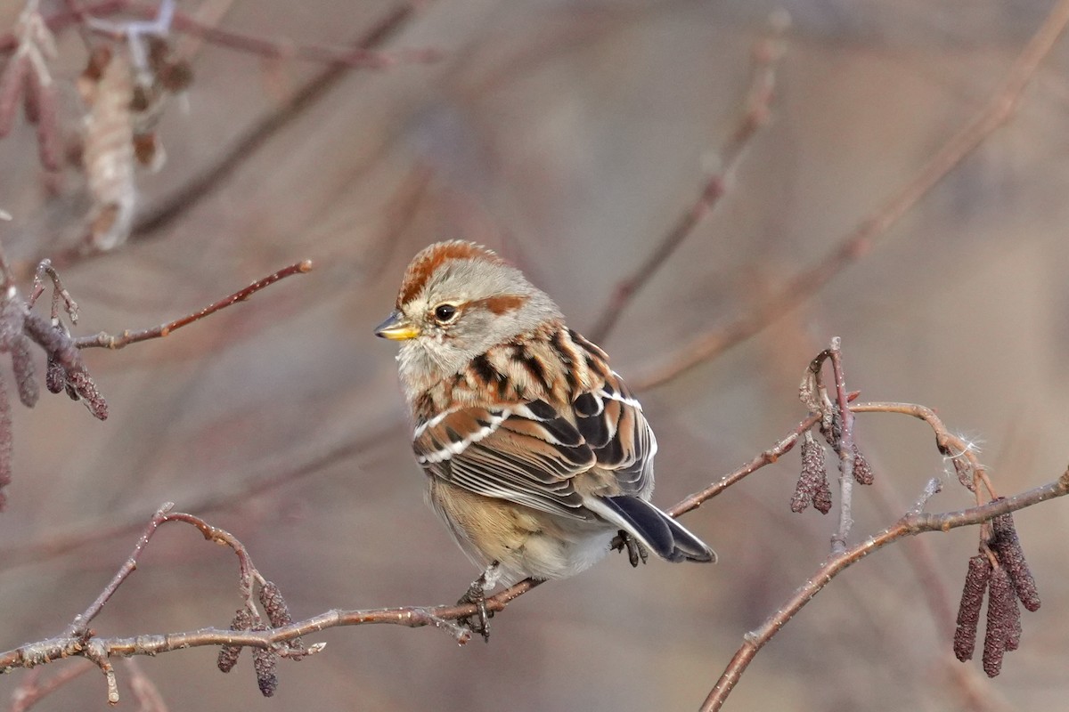 American Tree Sparrow - ML646351866