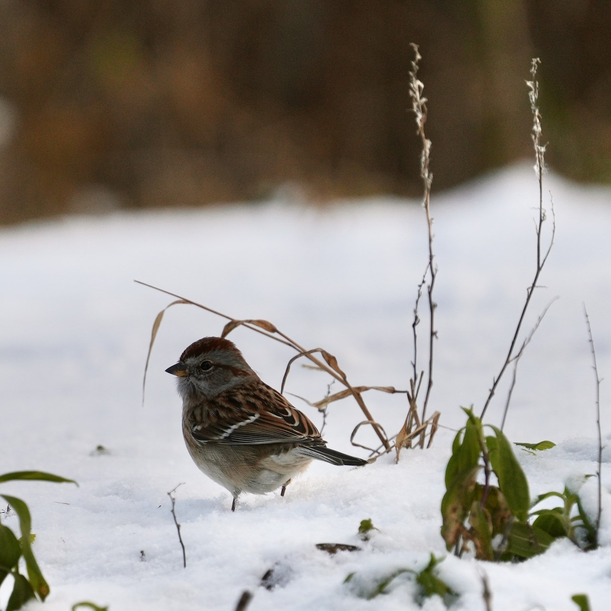 American Tree Sparrow - ML646351867