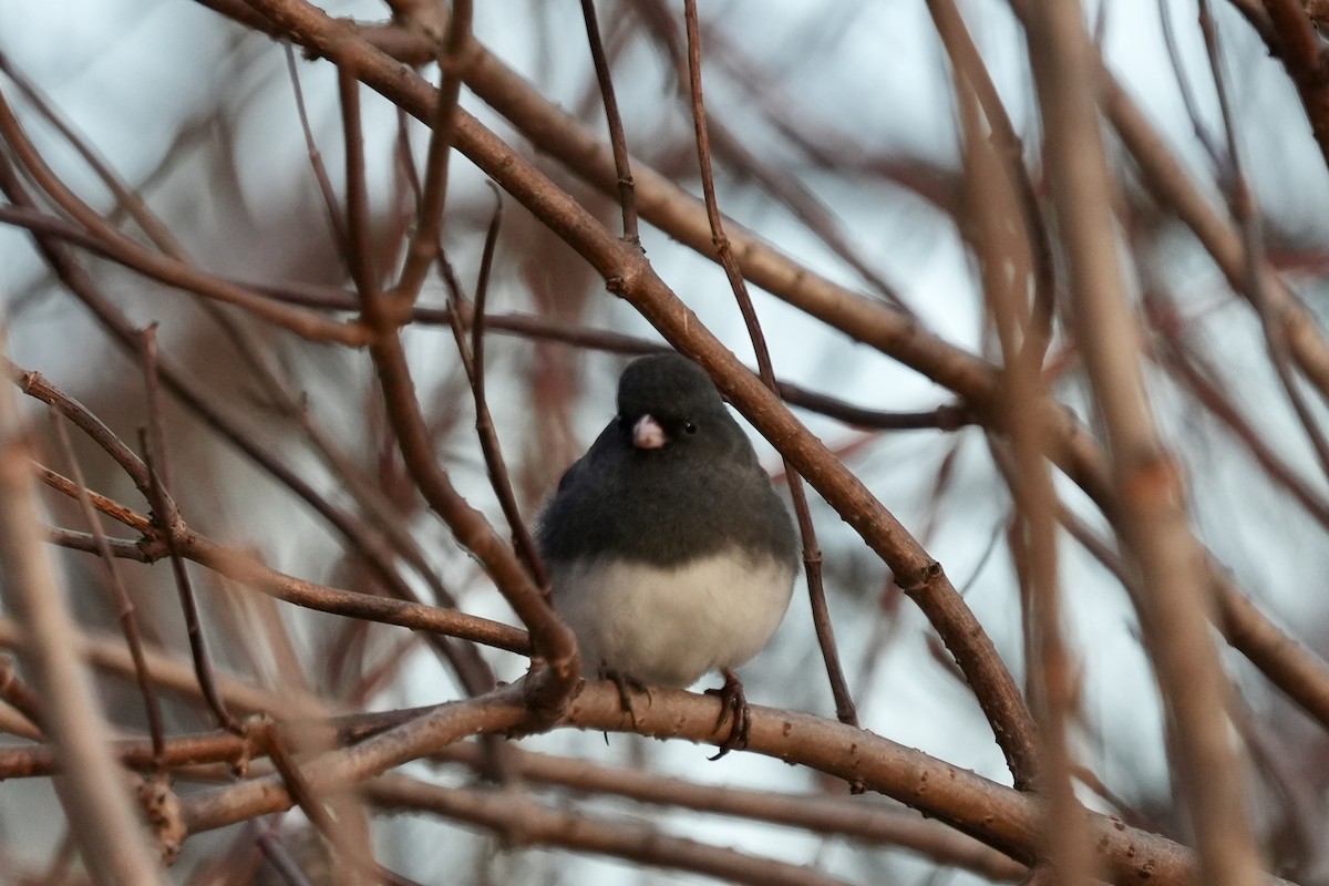 Dark-eyed Junco - ML646351872