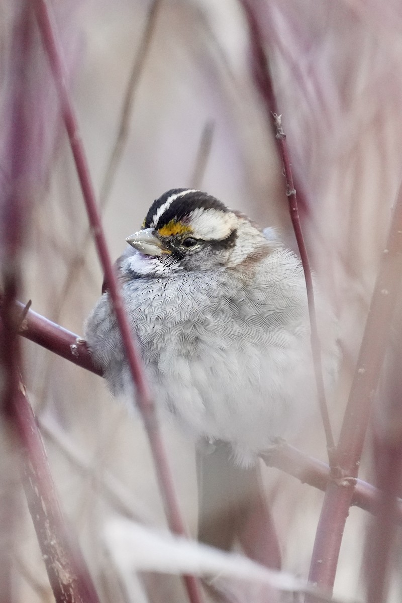 White-throated Sparrow - ML646351875