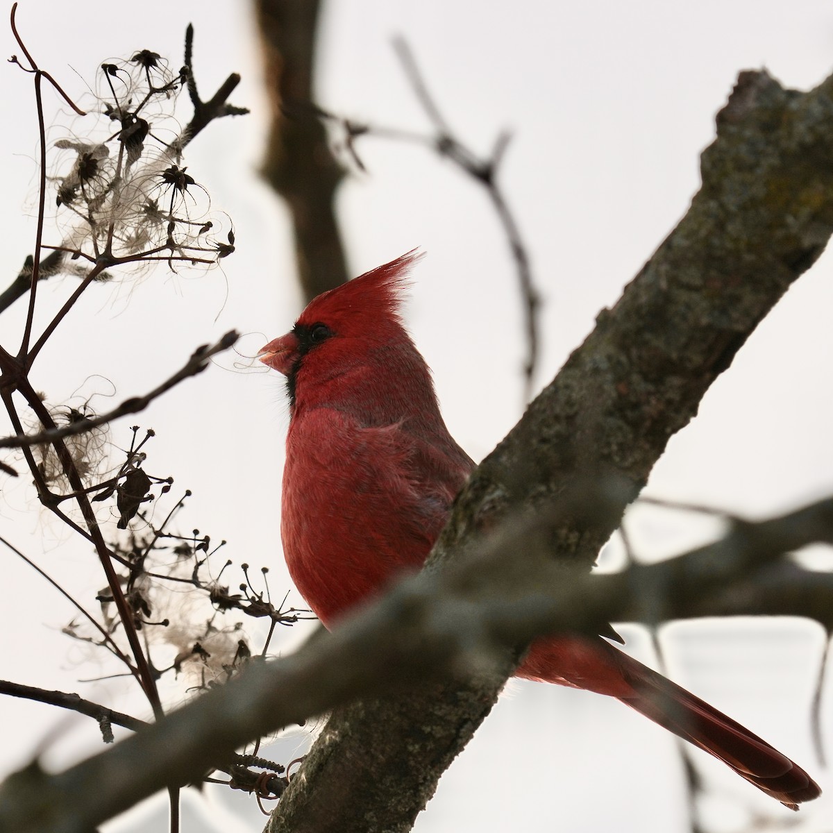 Northern Cardinal - ML646351877