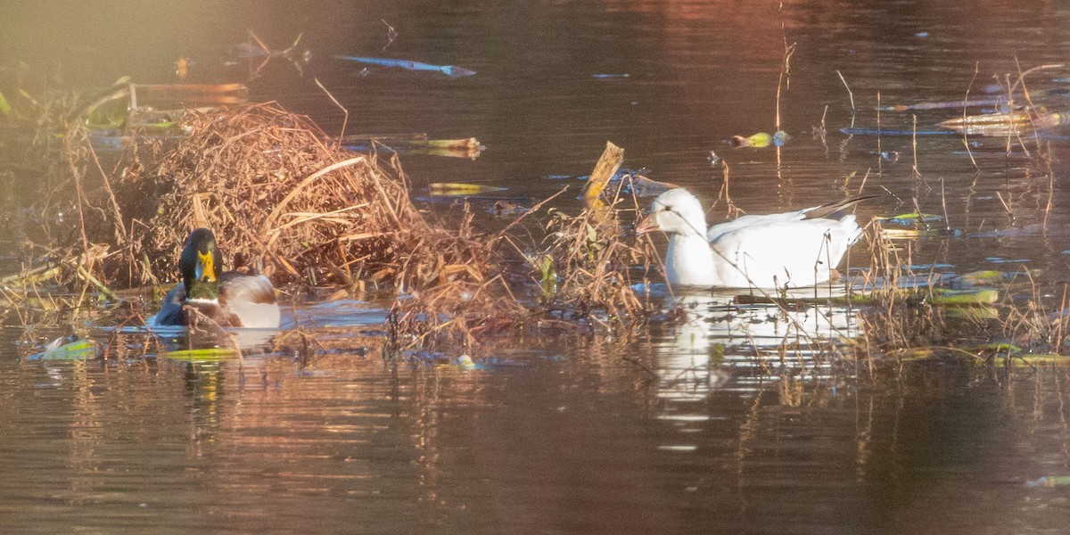 Ross's Goose - ML646351882