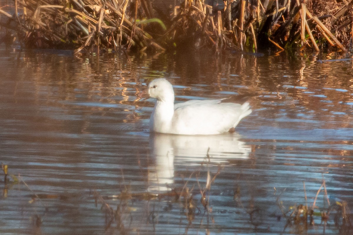 Ross's Goose - ML646351883