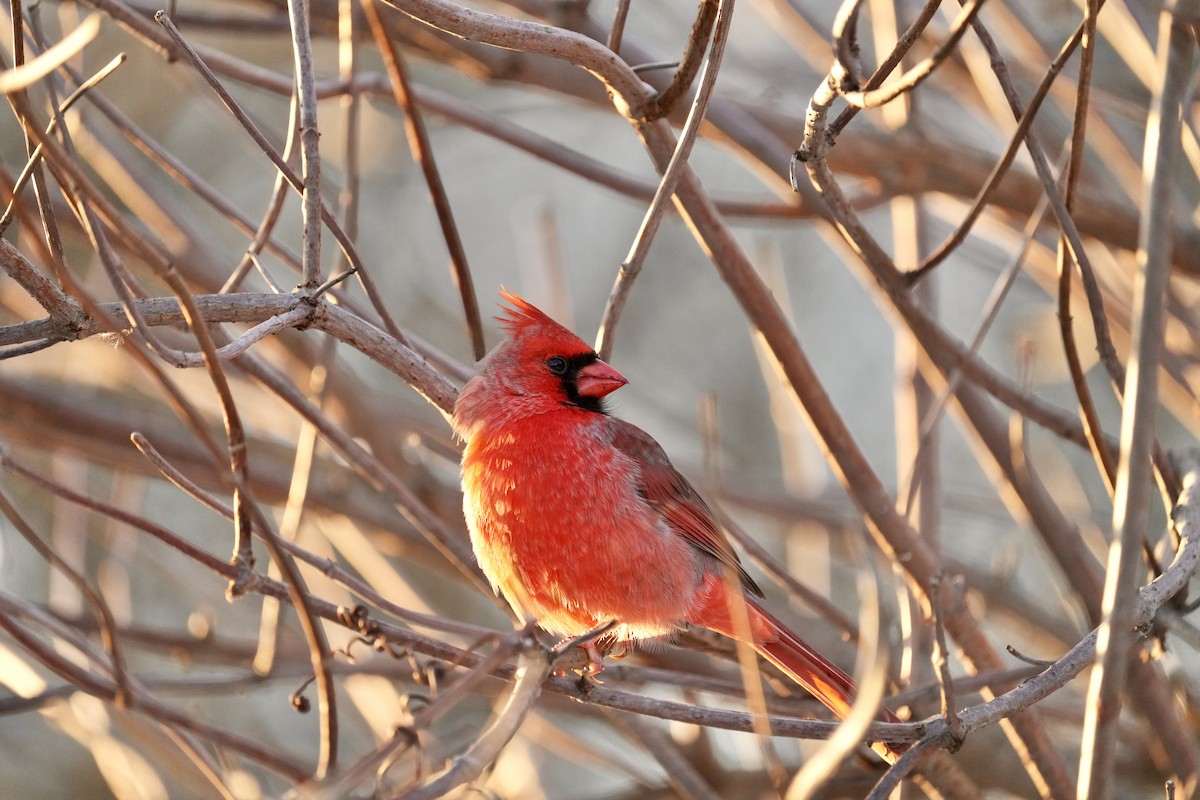 Northern Cardinal - ML646351885