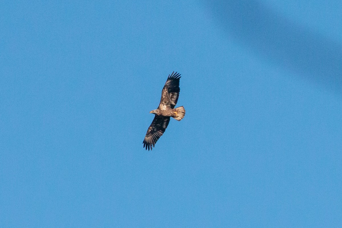 Bald Eagle - ML646351890