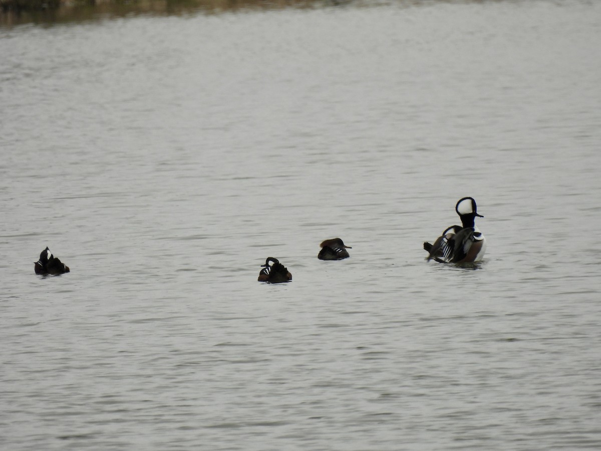 Hooded Merganser - ML646351892