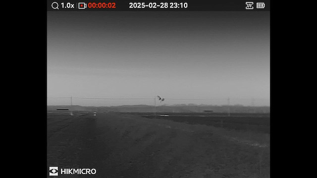 Australasian Grass-Owl - ML646351895