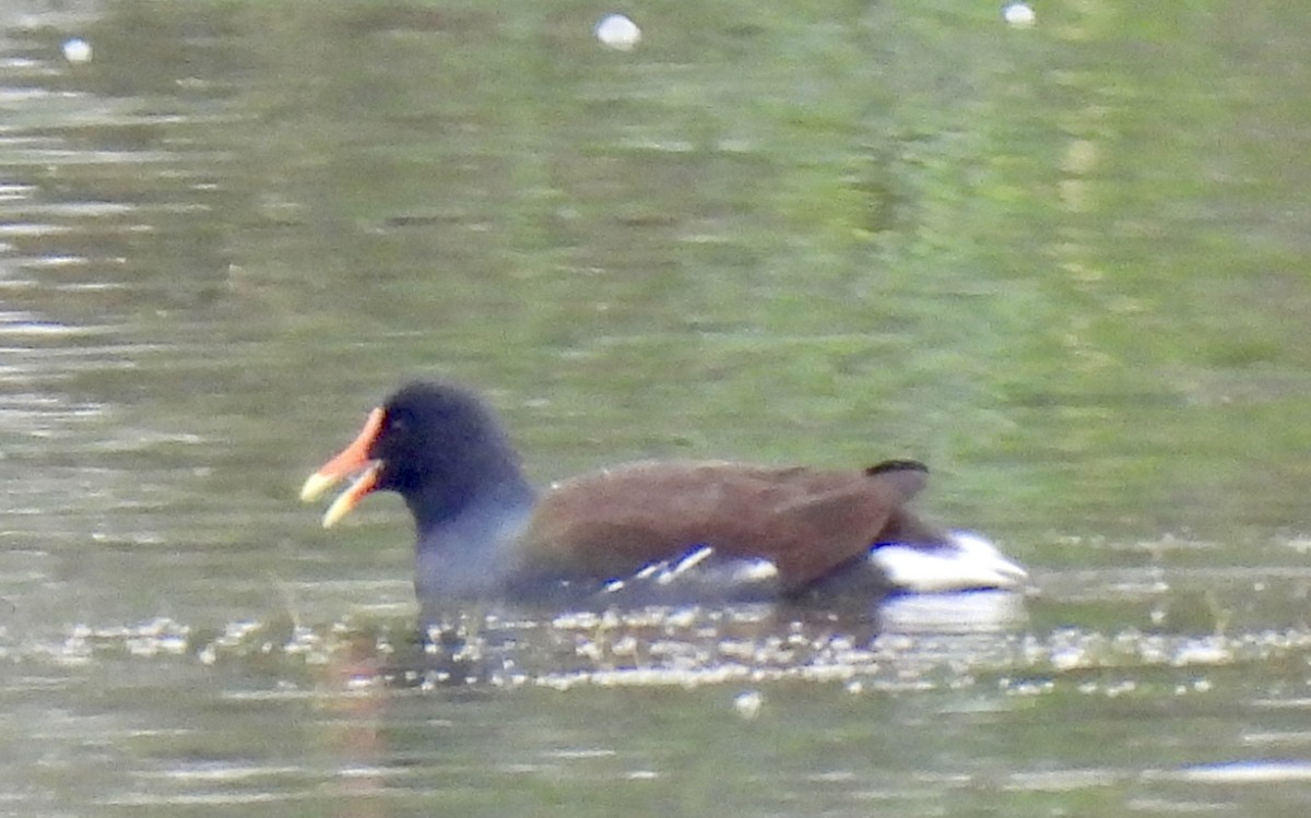 סופית אמריקנית - ML646351896