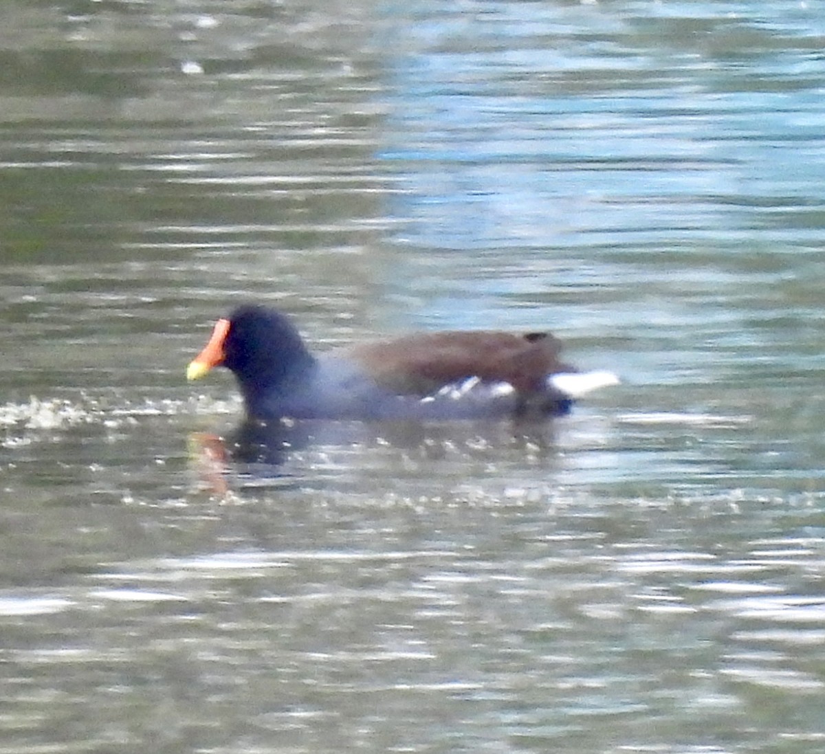 סופית אמריקנית - ML646351897